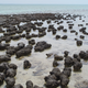 Image for article titled 12 of the most astounding 'living fossils' known to science